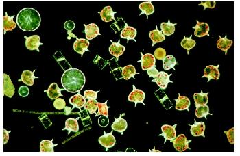 Marine plankton. Plankton are a critical food resource for other aquatic organisms that live in freshwater and marine environments.