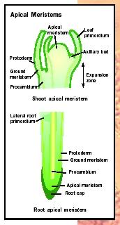 Structure of root and shoot apical meristems.