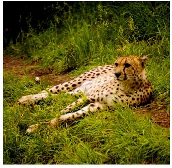 Cheetahs, which have very little genetic variation, are presumed to have gone through several genetic bottlenecks.