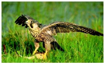 Predatory birds, such as this peregrine falcon (Falco peregrinus anatum), possess outstanding eyesight.