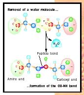Figure 2. Formation of a peptide bond.