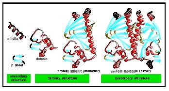 Levels of protein structure. Alpha helices and beta sheets are linked by less-structured loop regions to form domains, which combine to form larger subunits and ultimately functional proteins.