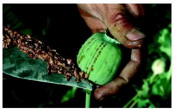 The milky juice of unripe seed pods is used to make opium from the opium poppy plant.