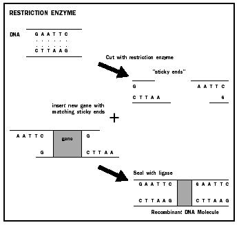 The process of DNA cloning has two components: one is the use of restriction enzymes in vitro to cut DNA into a unique set of fragments; the other is the use of vectors to ensure that the host organism carries and replicates the foreign DNA.