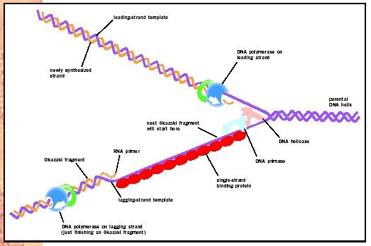Figure 2. The proteins at a DNA replication fork.
