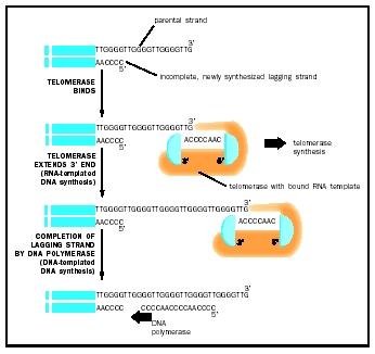 Figure 3. Telomerase is a hybrid protein-RNA molecule; the RNA sequence is complementary to several repeat lengths of the telomeric DNA. The telomerase uses the RNA sequence to bind to the template end of telomeric DNA, and uses the overhang protein portion to add DNA nucleotides to the template, extending it beyond its normal length.