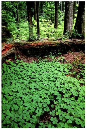 An old-growth forest with an understory of wood sorrel in Mt. Hood National Forest in Oregon. Plants exhibit regular, cyclic physiological changes of many sorts.