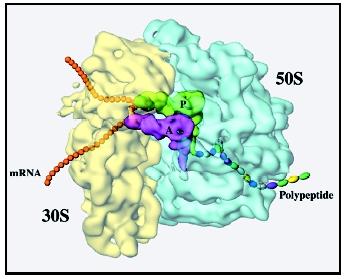 A color-coded cryo-EM map of an E. coli ribosome showing the interface between the small (30S) and large (50S) ribosomal subunits.