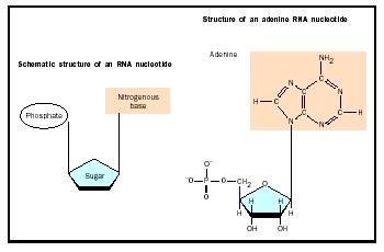 RNA chains are composed of simpler units called nucleotides. Four different bases are used in RNA; adenine is shown.