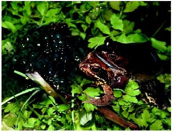 Common frogs in amplexus. Sexually reproducing individuals spend a considerable amount of time and energy locating mates, exchanging genetic material, and often caring for young.