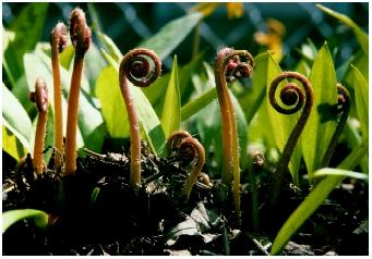 Young shoots of fiddlehead ferns.