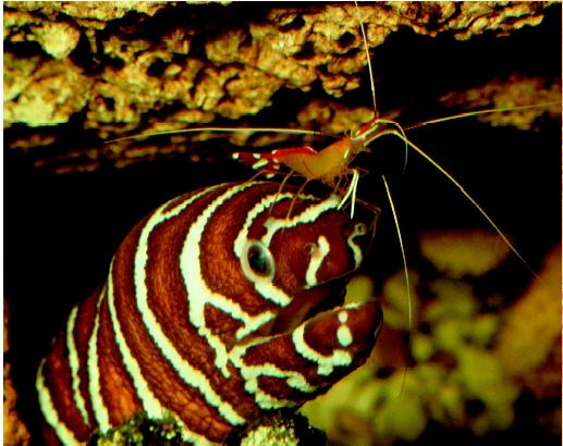 Cleaner shrimp cleaning a zebra moray eel. Mutualistic relationships such as these promote the well-being of the host fishes and provide food for those that do the cleaning.