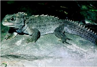 A Cook Strait Tuatara. Tuatara is a Maori word meaning "peaks or spines on the back."