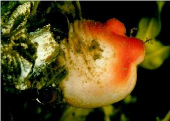 A sea peach tunicate. Tunicates are named for the cloaklike tunics that support their saclike bodies.