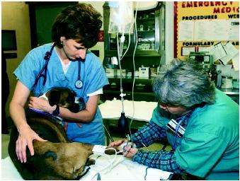 A veterinary technician checks a dog's blood pressure.