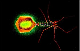 A colored transmission electron micrograph of a T4 bacteriophage virus.