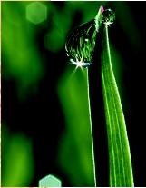 A drop of guttation, water extruded by a plant
