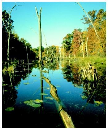 Wetlands are important and valuable natural resources.
