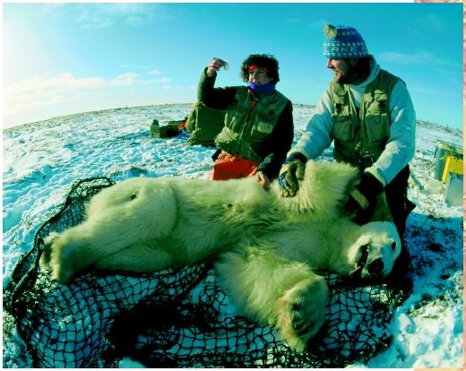 Biologists take samples from a drugged polar bear for data about pesticides in the Hudson Bay area of Manitoba.