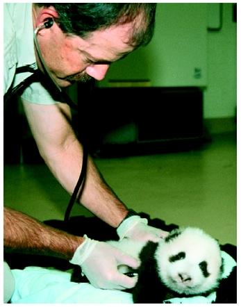 A zoo veterinarian examines the San Diego Zoo's female giant panda cub in October 1999.