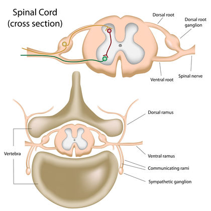 Peripheral Nervous System 3773